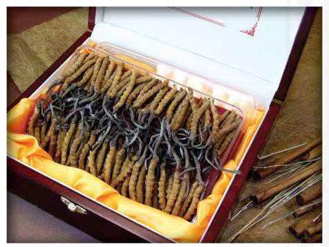 镇雄冬虫夏草回收